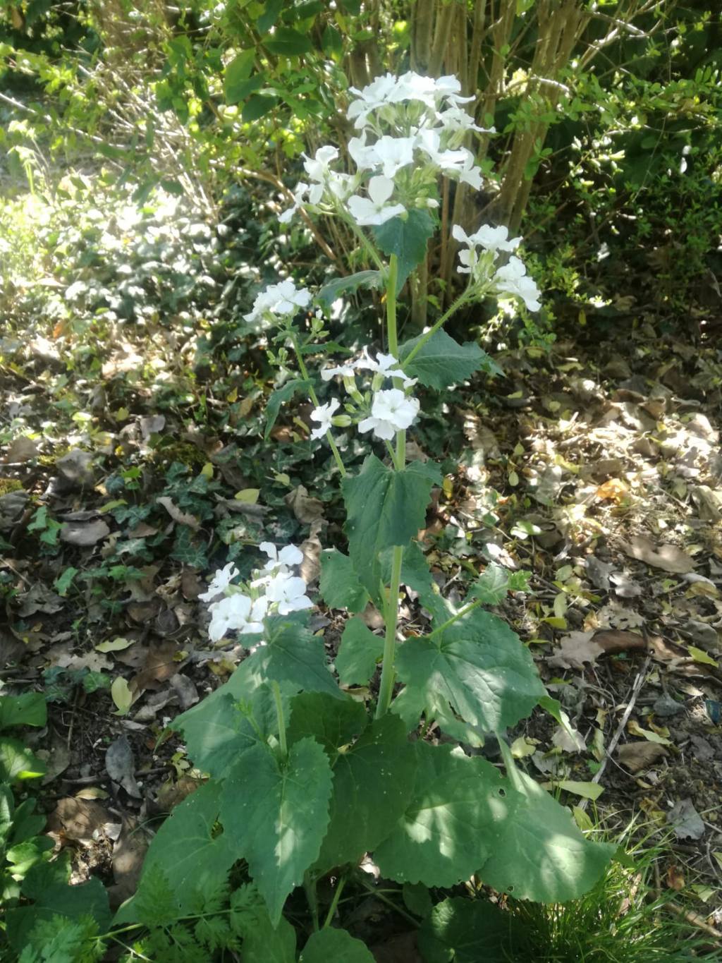 Lunaria annua